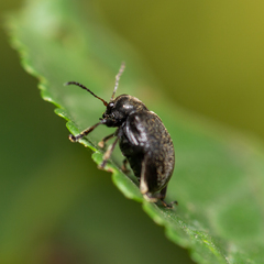 Bromius obscurus