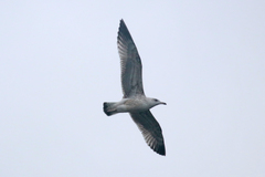 Larus argentatus