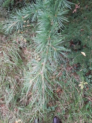 Cedrus deodara