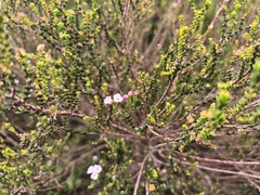 Euchaetis albertiniana
