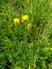 Medicago falcata