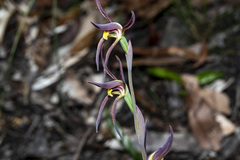 Lyperanthus suaveolens