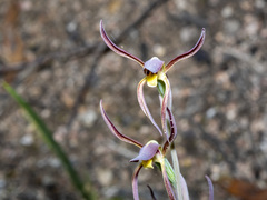 Lyperanthus suaveolens