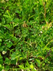 Medicago falcata