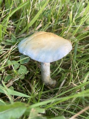 Stropharia pseudocyanea