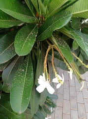 Plumeria obtusa