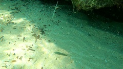 Torquigener flavimaculosus