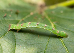 Mesoleuca albicillata