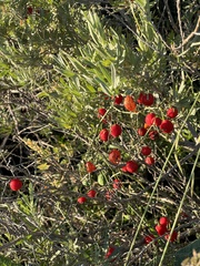 Ibervillea tenuisecta