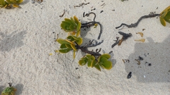 Tetragonia decumbens
