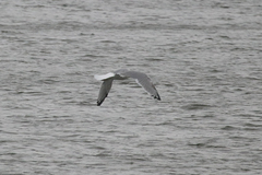 Larus argentatus