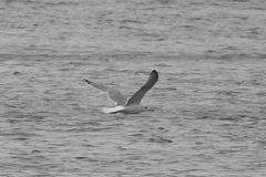 Larus argentatus