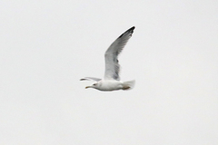 Larus argentatus