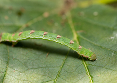 Mesoleuca albicillata