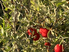 Paranapiacaba tricincta