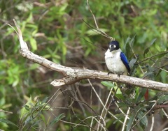 Todiramphus macleayii