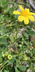 Senecio burchellii