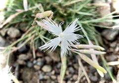 Dianthus acicularis