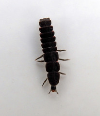 Nyctophila reichii