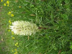 Campanula thyrsoides