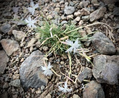 Dianthus acicularis