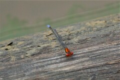 Pseudagrion massaicum