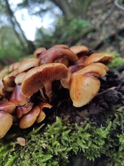 Kuehneromyces lignicola