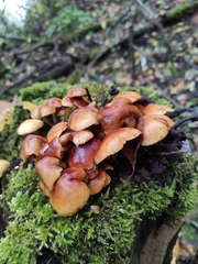 Kuehneromyces lignicola