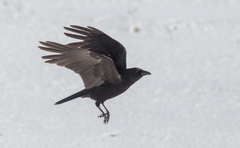 Corvus corone orientalis