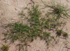 Spergula arvensis