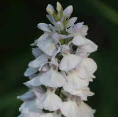 Dactylorhiza maculata ericetorum