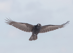 Corvus corone orientalis