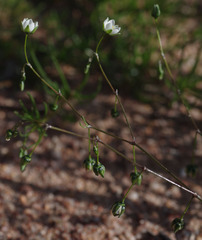 Spergula arvensis