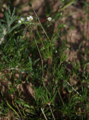 Spergula arvensis