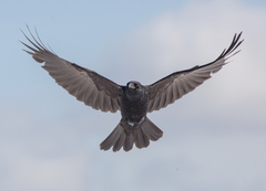 Corvus corone orientalis