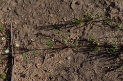 Spergula arvensis
