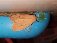 Spilosoma strigatula