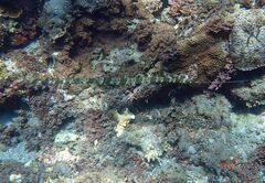 Fistularia commersonii