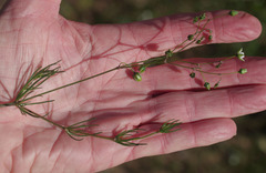 Spergula arvensis