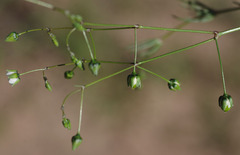 Spergula arvensis