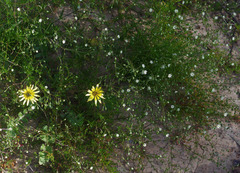 Spergula arvensis