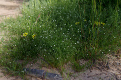Spergula arvensis