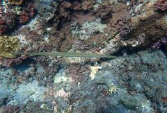 Fistularia commersonii