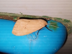 Spilosoma strigatula