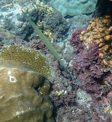 Fistularia commersonii