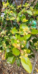 Pittosporum cornifolium