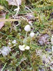 Mycena epipterygia