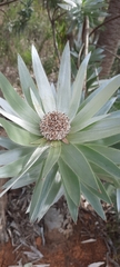 Leucadendron argenteum