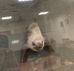 Pipistrellus abramus