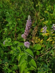 Mentha longifolia